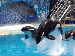 Will Virtual Reality replace the Killer Whales at Sea World?