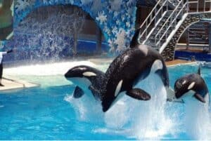 Will Virtual Reality replace the Killer Whales at Sea World?