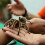 Spider Exposure Therapy