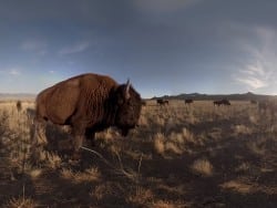 Virtual Reality Journey at Sundance