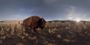 Virtual Reality Journey at Sundance