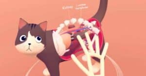 VR anatomy lesson with your cat.