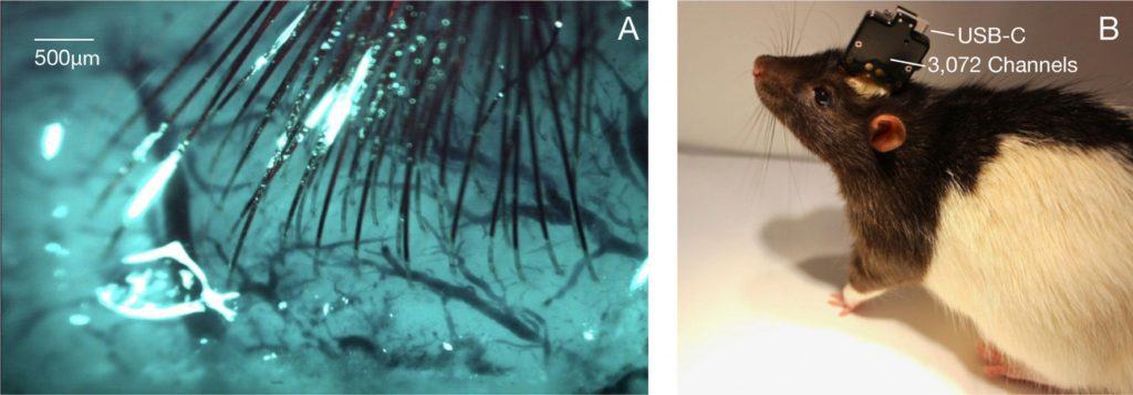 At left, thread-like electrodes in the brain of an animal are able to record neurons. On the right, a rat wears a computer chip with a USB plug. NEURALINK