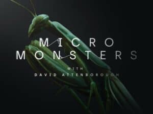 David Attenborough's insects in VR experience is now available for the Oculus Quest. The focus was on the storytelling, not the technology, in creating the project.